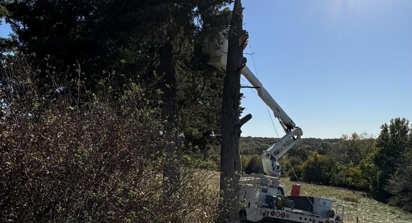 Tree Trimming